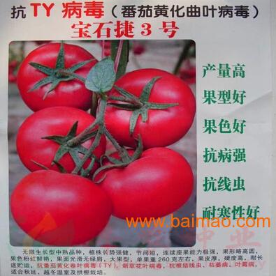 今日西紅柿價(jià)格行情更新，趣事背后的價(jià)格動(dòng)態(tài)