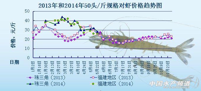 蝦價格最新行情解析，市場走勢分析與觀點闡述