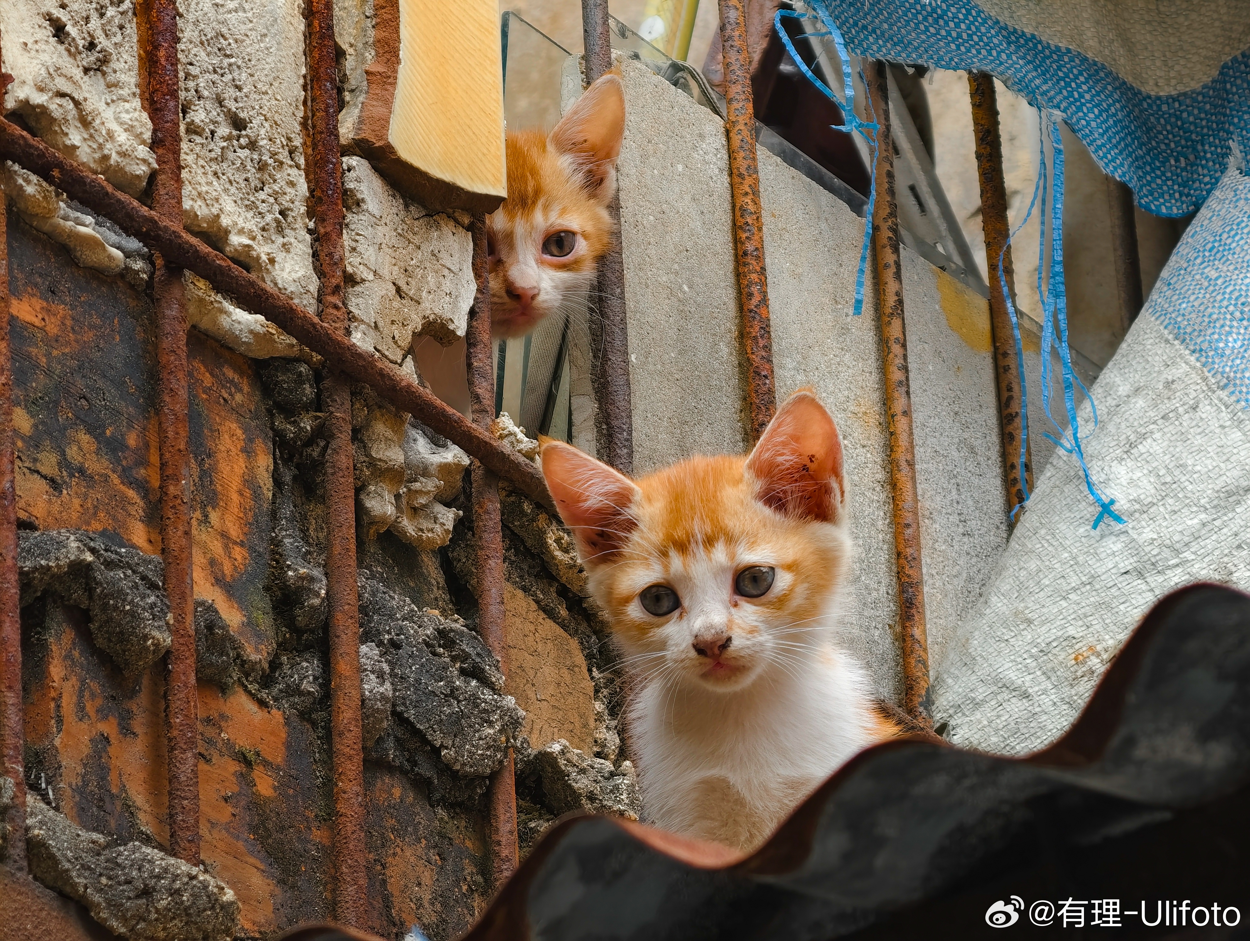 貓咪官方最新版本探秘，小巷貓舍的神秘面紗