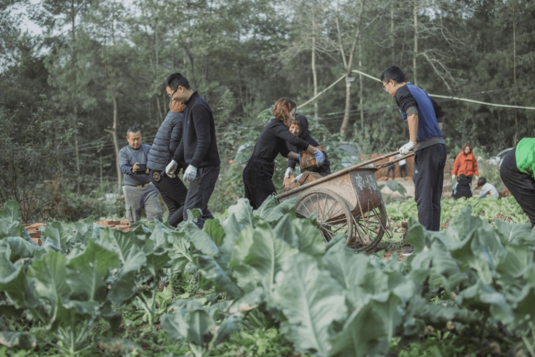 松際農(nóng)網(wǎng)最新價格，友情、家庭與陪伴的溫馨故事揭曉